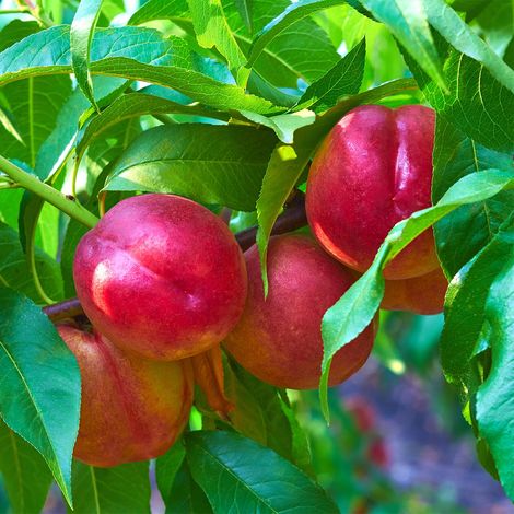 Nectarinier nain 'Fruit Me Necta Me' Pot de 4L/5L, Nain (1/2)