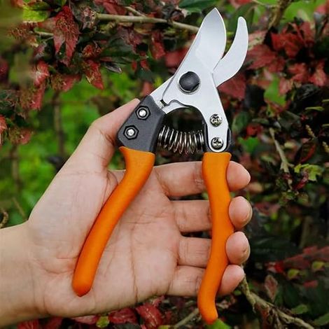 Filiyano-Sécateur neuf en acier inoxydable pour arbres fruitiers Garde (1/5)