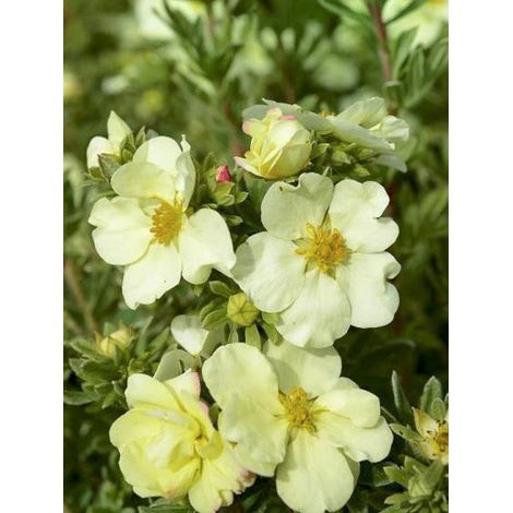 Potentille arbustive 'Creamissima ' Pot de 4L/5L (1/4)