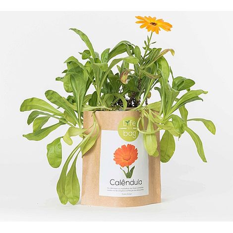 Sac papier Prêt à cultiver Calendula (1/4)