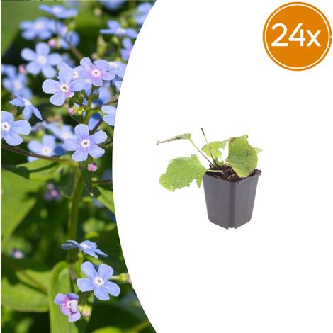 24x Brunnera macrophylla Myosotis du Caucase Plante Vivace d'Ombre Fleurs Bleues 10-25cm Ø9cm - PANGIVO (1/5)