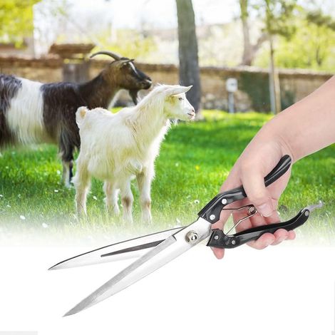 Cisaille moutons, pour élevage, tonte manuelle et coupe de laine (1/5)