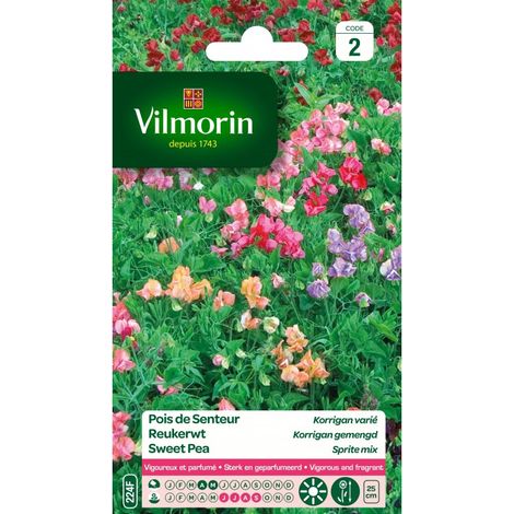 Vilmorin - Pois de senteur Korrigan varié (massifs nains)