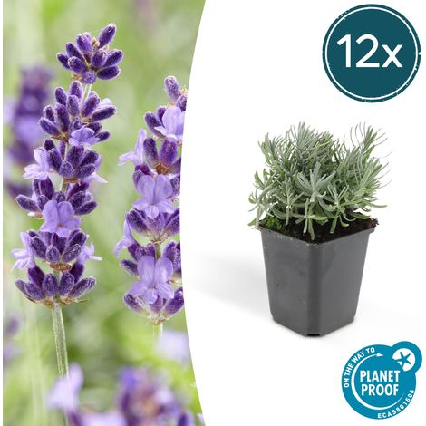 Lot de 12 Lavandes 'Hidcote' Lavandula angustifolia Floraison Abondante 10-25 cm Ø 9 cm - PANGIVO (1/5)