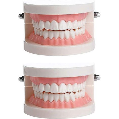 Lot de 2 modèles dentaires utiles : modèles de cavité buccale, modèles de dents pour l’éducation bucco-dentaire-9.2X9.2CM (1/3)