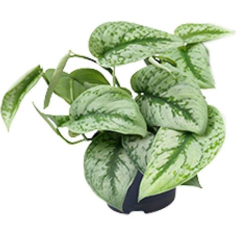 Scindapsus Pictus Trebie – Plante d’intérieur à feuilles argentées, pot 12 cm, hauteur 15-25 cm - PANGIVO (1/4)