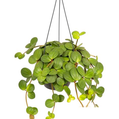 Gardenaria Peperomia tetraphylla 'Hope' - Pianta da interno ornamentale - Altezza: 20 cm (vaso 14) (1/5)