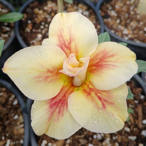 Adenium obesum cv "New yellow" - rosa del deserto - vaso quadro 7x7x8 cm