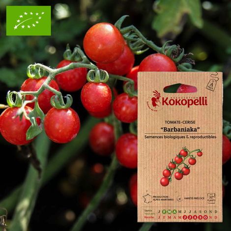 Tomate-Cerise Rouge Précoce Barbaniaka- Graines bio à semer (1/2)