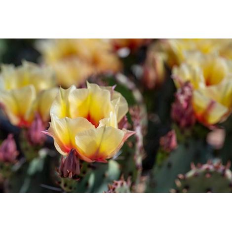 Opuntia Santa Rita 1 talee/cuttings  rare