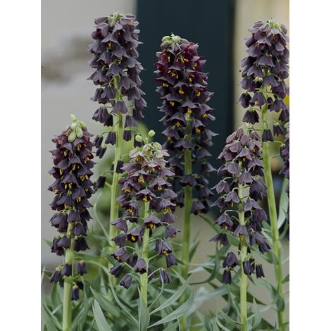 Fritillaire de Perse 'Adiyaman' Bulbe calibre 20+ (1/4)