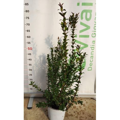 50 Piante di Mirto V18 H 70/90 cm – Myrtus Communis – Siepe Aromatica Sempreverd