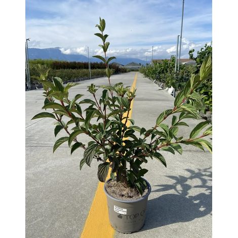 Gardenaria Viburno - Viburnum 'Bodnantense Dawn' - Arbusto ornamentale da giardino - Altezza: 50/70 cm (vaso19) (1/4)