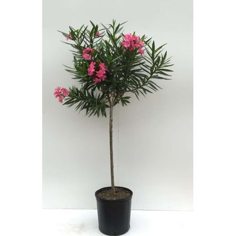 Oleandro ad alberello mezzofusto "Nerium oleander" pianta in vaso ø25 cm h. 100/120 cm COLORI CASUALI