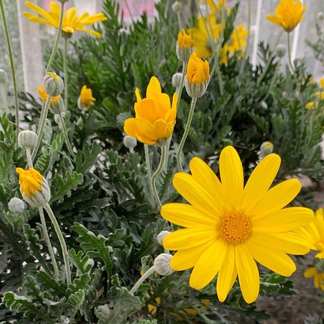 EURYOPS PECTINATUS VASO 14CM (1/2)