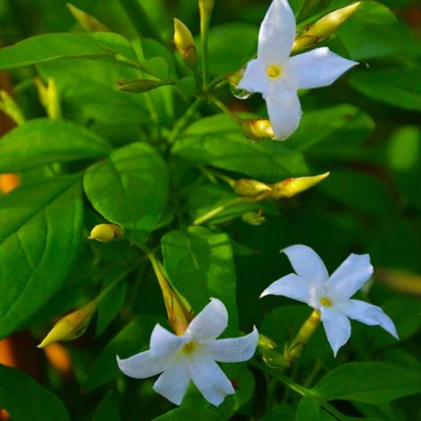 Pépinières Naudet – Jasmin blanc (Jasminum officinalis) – Plante grimpante parfumée – Floraison de juin à septembre – Excellente rusticité jusqu'à -15°C