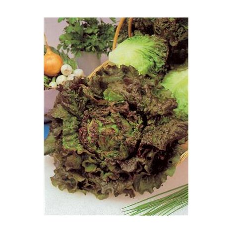 LAITUE BATAVIA ROUGE GRENOBLOISE - 3 G