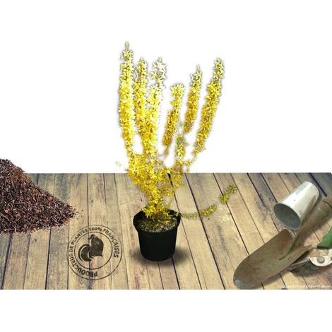 Forsythia Week End® 'Courtalyn', Mimosa de Paris/Pot de 4L - 40/60 cm (1/2)