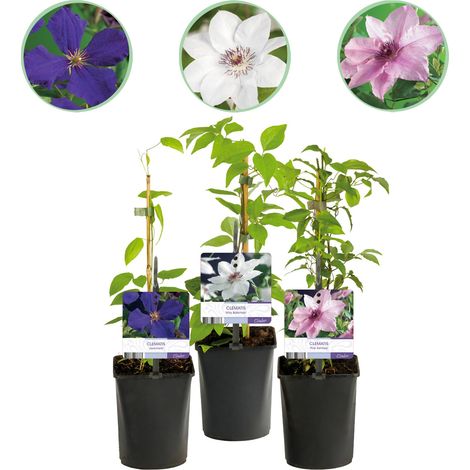 Clématite Tricolore - Lot de 3 Plantes Grimpantes Fleurs Rose Blanc Violet - Pot 11 cm H40 cm - PANGIVO (1/5)