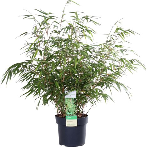 Bambou Fargesia rufa Non Traçant - Plante de Haie ou Terrasse - Pot Ø29 cm - Hauteur 80 cm - PANGIVO (1/5)