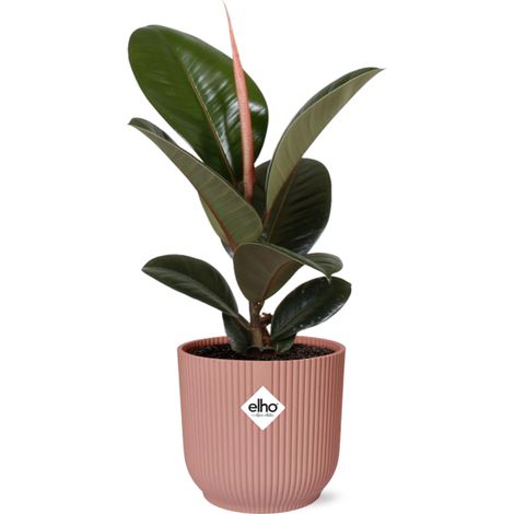 Ficus Elastica Robusta Plante d'Intérieur Dépolluante avec Pot 14 cm Rose - PANGIVO (1/5)