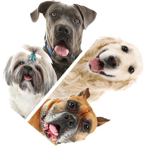 Sticker mural animal en PVC Totority pour chambre d enfant (1/5)