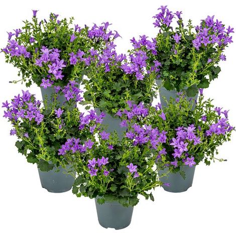 Lot de 6 - Campanula Ambella Intense Purple - Campanule - Couvre-sol - Plante de jardin - Rustique - Sans danger pour les animaux - Hauteur : 10-20 cm - Pot : 10,5 cm (1/5)