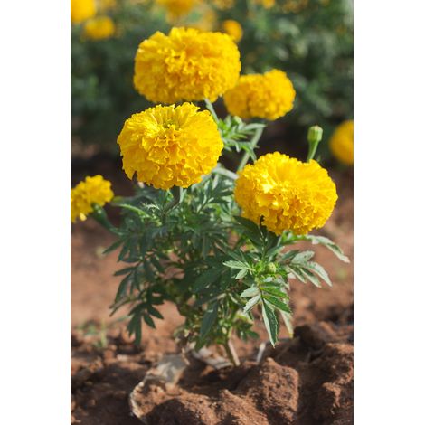 Tagete "Tagetes" 5 piante da fiore in vaso  10 cm COLORI ASSORTITI (1/4)