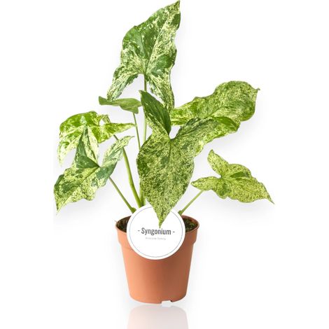 Gardenaria Syngonium 'Mottled' - Pianta da interno ornamentale - Altezza: 35 cm (vaso 12) (1/4)