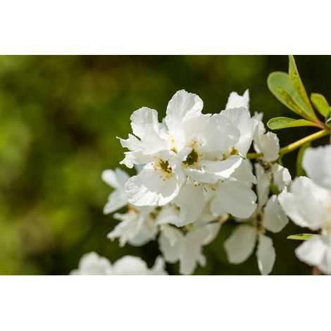 Sparrige Prunkspiere 'Magical Springtime' Exochorda racemosa 'Magical Springtime' -R- 5L 60- 80 (1/3)