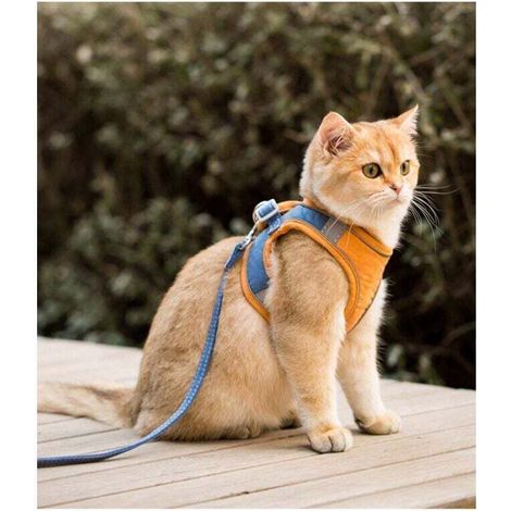 Ensemble harnais et laisse pour chat pour chihuahua, accessoires pour chien et chat, gilet pour carlin, laisse, outils de marche, laisse de sortie (couleur : orange, taille : S/M/L)