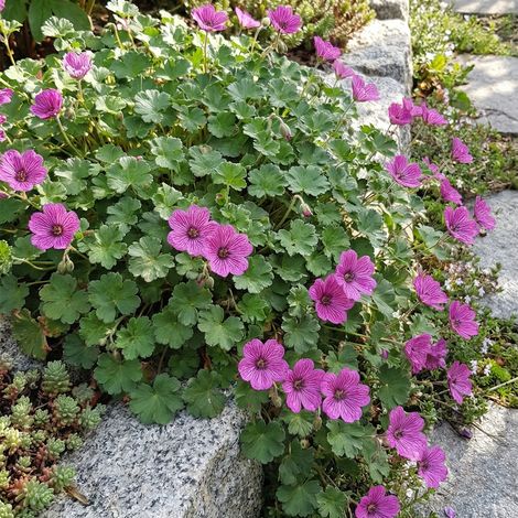 Bloomique - Lot de 3 - Erodium Variabile 'Bec d'évêque' - Plantes jardin - Floraison abondante - Rustique - Port compact, 10-20 cm hauteur - Pot 9 cm