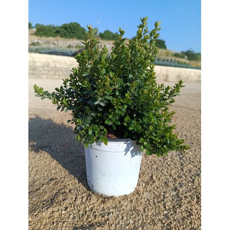 MYRSINE AFRICANA CESP.17