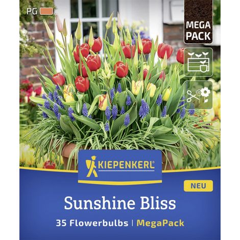 Kiepenkerl Herbstblumenzwiebelmischung Mega-Pack Sunshine Bliss 35 Stück (1/2)