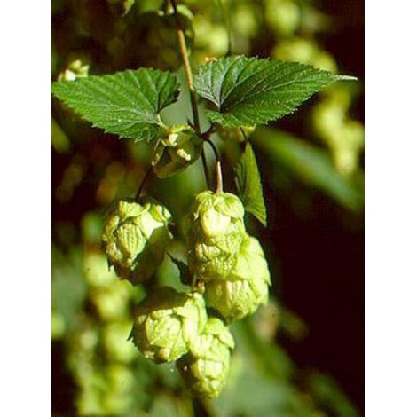 Houblon Pot de 1,5L/2L