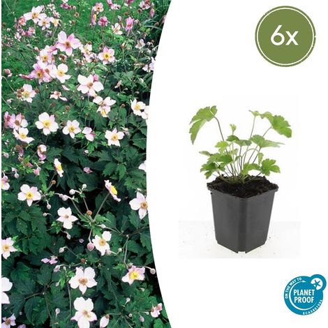 Lot de 6 Anémones d'Automne Robustissima - Plante Vivace Fleurs Bleu-Violet - Pot Ø 9 cm - PANGIVO (1/5)