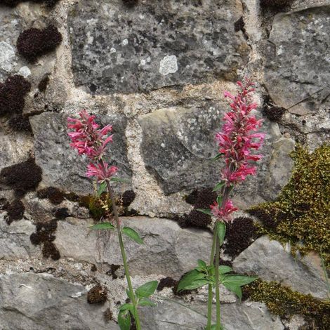 Agastache barberi Tutti Frutti | Conditionnement: Lot de 5 godets