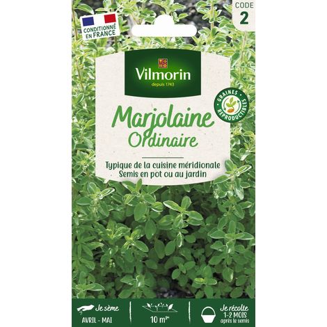 Marjolaine Annuelle Vilmorin