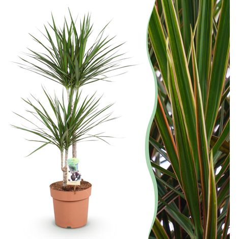 Dracaena Marginata - Plante d'Intérieur Dragonnier - Entretien Facile - Pot 21 cm - 90-100 cm - PANGIVO (1/5)
