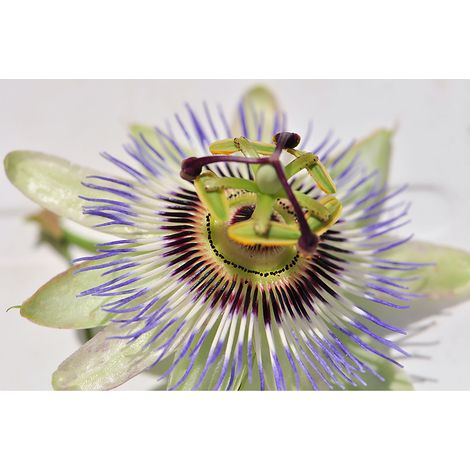 Papier peint panoramique trompe l'œil gris fleurs Tapisserie panoramique floral bureau Papier peint panoramique 3d nature vert et violet (1/2)