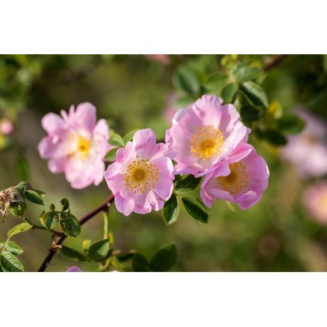 rosa canina (dog's rose) 3 talee/cuttings rose hips