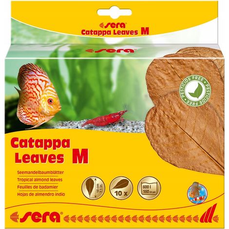 Cuidado del agua sera catappa leaves m natural 10 unidades