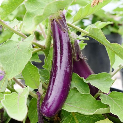 Kit de Graines Potagères – Aubergine Longue, Piment, Carotte, Concombre Fruit – 1100 Graines – Jardin Potager (1/5)
