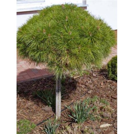 Pin noir d'Autriche 'Marie Brégéon' Pot de 4L/5L, Tige