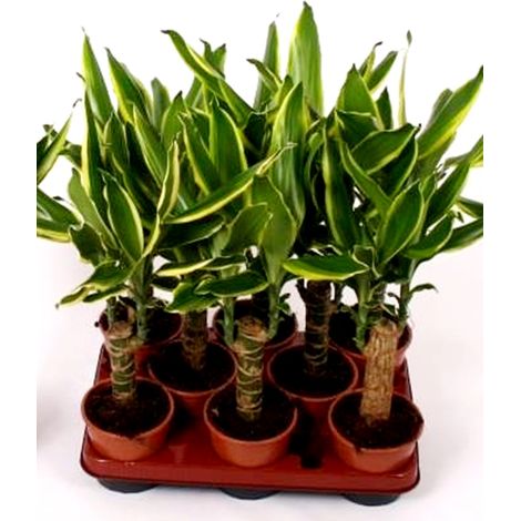 Pack de 8 Plantas Dracaena Fragans Gold Coast. 40 Cm