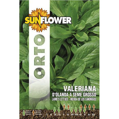 Graines de Valériane des Pays-Bas Tournesol