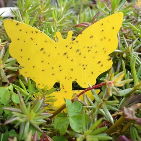 Trampa Para Moscas - Adhesiva Amarilla En Forma De Mariposa - Para Uso Interior Y Exterior - 100 Unidades (1/5)