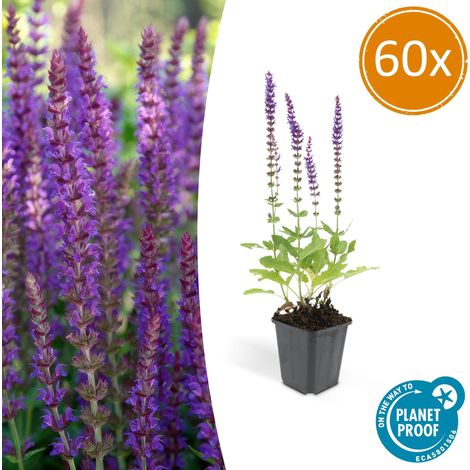 Lot de 60 Sauges des bois Salvia nemorosa 'Ostfriesland' Fleurs Violettes Pot Ø9cm H10-25cm - PANGIVO (1/5)