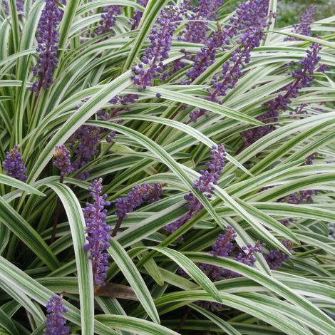 Liriope muscari Moneymaker' - Liriope muscari Moneymaker' pot 3L (1/2)