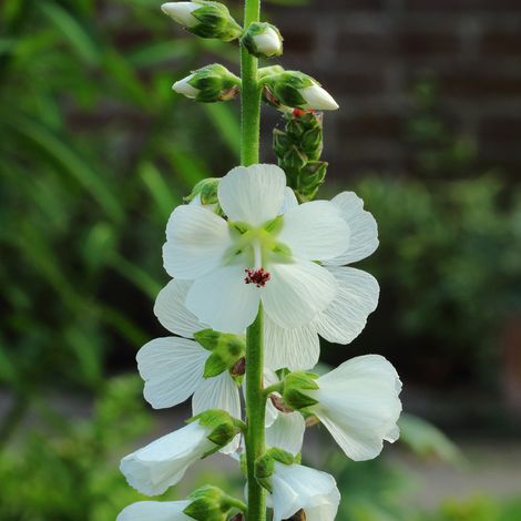 4 x Sidalcea 'Candida' - Sidalcea candida  - godet 9x9 cm
